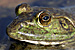 amphibians, reptiles, frogs, lizards, snakes, stock photography