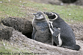 Magellanic Penguins, Spheniscus magellanicus