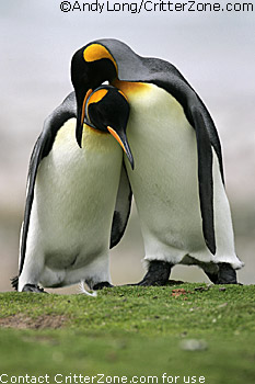 King Penguins courtship, Aptenodytes patagonicus