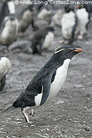 Rockhopper Penguin, Eudyptes chrysocome chrysocome