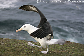 Black-browed Albatross, Diomedea melanophris