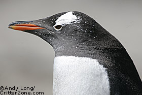Gentoo Penguin , Pygoscelis papua