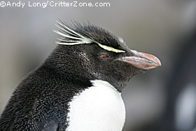 Rockhopper Penguin , Eudyptes chrysocome chrysocome