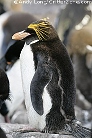 Macaroni Penguin, Eudyptes chrysolophus