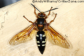 cicada killer wasp, Sphecius speciosus