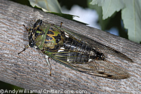 cicada, dog day, harvestfly, Tibicen pruinosa