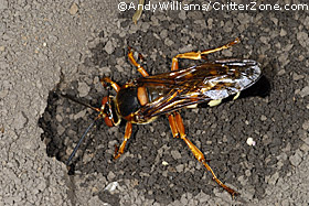 cicada killer wasp, Sphecius speciosus, digging burrow, nesting