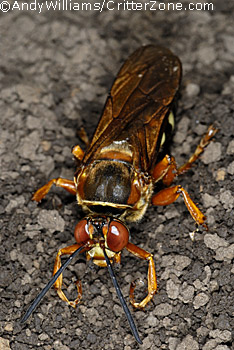 cicada killer wasp, digging burrow, nest, Sphecius speciosus