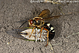 cicada killer wasp, Sphecius speciosus, stinging, attacking, cicada