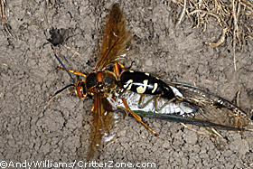 cicada killer wasp, Sphecius speciosus, flying with cicada
