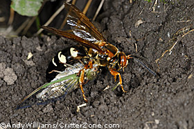 cicada killer wasp, Sphecius speciosus, with cicada, entering burrow, nest