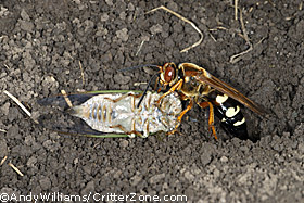 cicada killer wasp, Sphecius speciosus, dragging cicada to burrow, nest