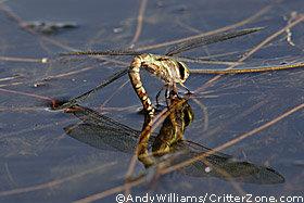 dragonfly laying eggs in water