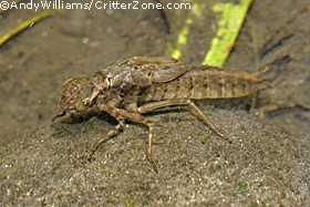 dragonfly larvae images
