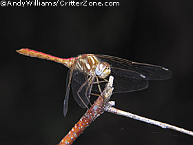 Dragonflies+pictures+and+information