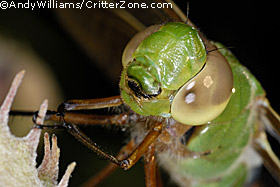 dragonfly, Green Darner, Anax junius, face, closeup