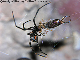 earwig being eaten by black widow spider