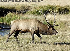 bull elk, wapiti, Rocky Mountain National Park, Cervus canadensis
