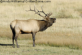 bull elk, wapiti, bugling, calling, rut, Cervus canadensis