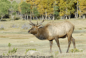 bull elk, wapiti, Rocky Mountain National Park, Cervus canadensis