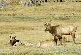 bull elk with cows, harem, wapiti, Rocky Mountain National Park, Cervus canadensis