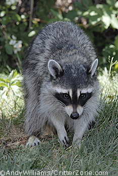 raccoon, Procyon lotor