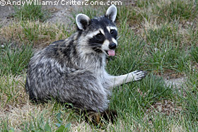 raccoon, Procyon lotor, sticking out tongue