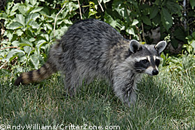 raccoon, Procyon lotor