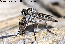 robber fly, hunting, with prey, eating prey, Asilidae