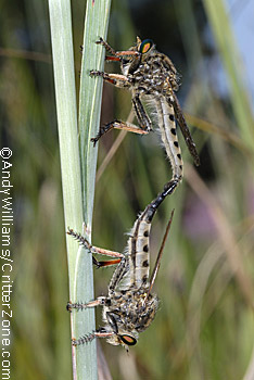 robber flies, mating, joined, Asilidae