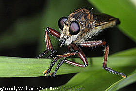 robber fly, Asilidae