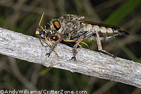 robber fly, hunting, with prey, eating prey, Asilidae